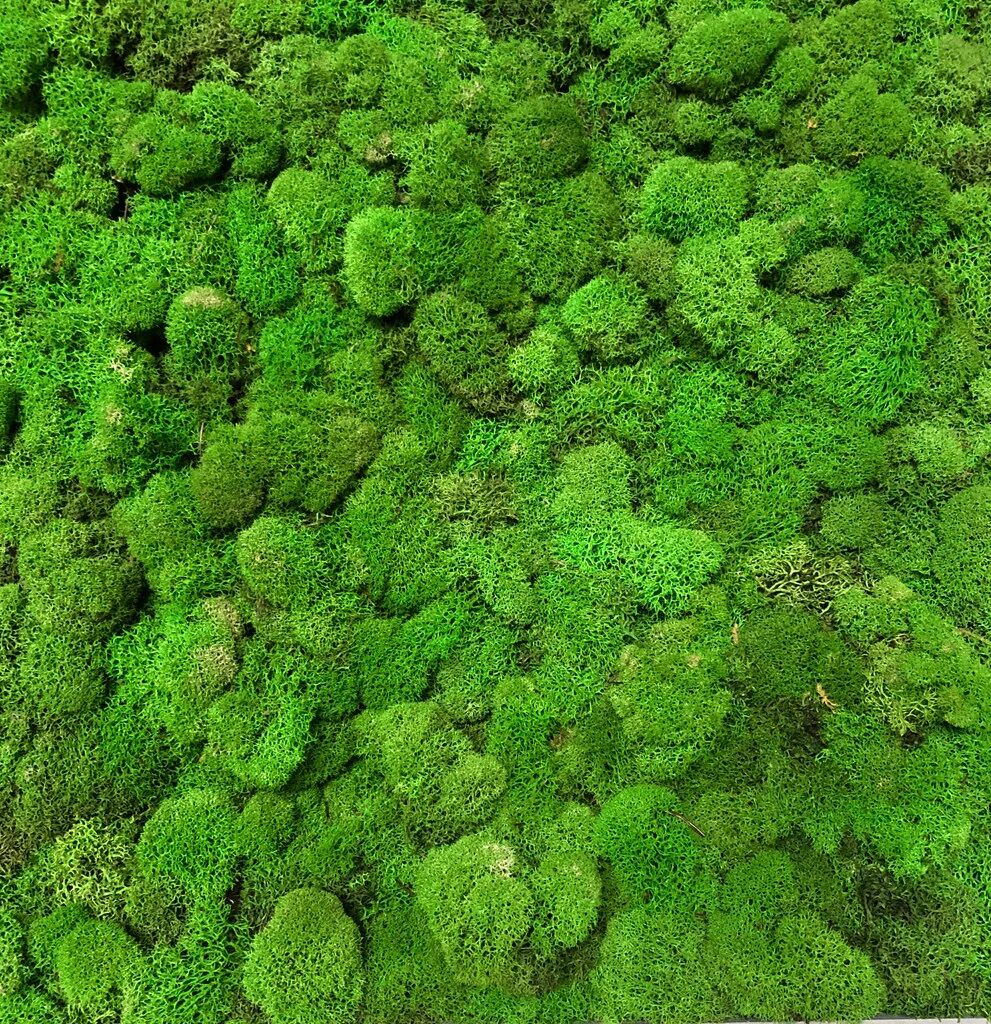 preserved-reindeer-moss Bangalore