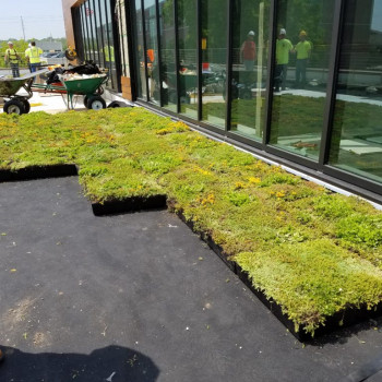 Modular Greenroof System Modular Greenroof Systems Bangalore